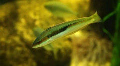 Hermafroditizam među ribama