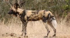 Hyenal dog