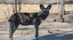 Hyeno u obliku psa ili afrički divlji pas (25 fotografija)