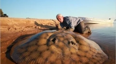 Giant river monsters (20 fotografija)