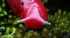 Giant pink mountain slug caputar (5 fotografija)