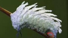 Giants u našem svijetu - poznate životinje i insekti neobične veličine