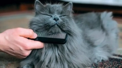 Higijenski postupci mačaka