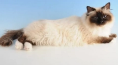 Himalayan cat