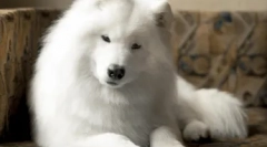 Hipoalergene pasmine pasa - top 10 sa fotografijama