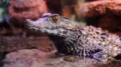 Drago mi je caiman