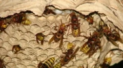 Utičnica konja i načini za uništavanje