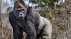 Gorilla eastern rudar