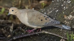 Gorlin sokorro