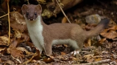 Ermine