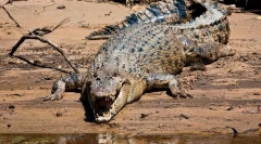 Promotivni krokodil