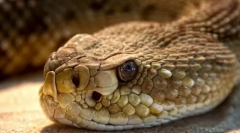 Ktrtlesnake