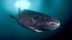 Grenland shark - najneverovatnije životinje kralježnjaka