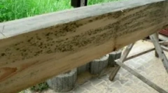 Gljivice na drvo i obradu drveta od kalupa