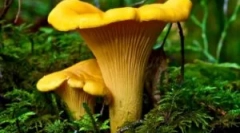 Gljive chanterelles iz parazita