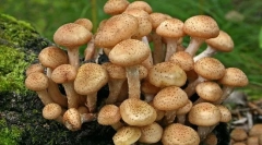 Gljive lažu