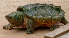 Premoštena kornjača