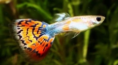 Guppy (poecijalia reticulata)