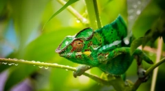 Chameleon (foto): pravi zavjer za životinjskog svijeta
