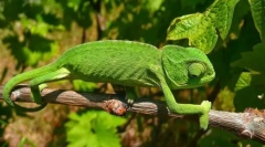 Chameleon običan
