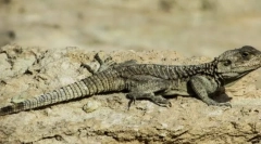 Karakterističan za podtip lobanje ili kralježaka