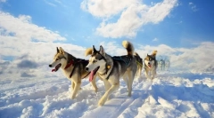 Husky (foto): svježi i neovisan pas jahanja