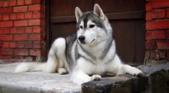 Huski