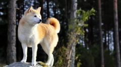 Khatiko - pasmina pas akita inu (foto): veliki pratilac i prolazni prijatelj
