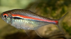 Hiphesson konon (chichessobryson)