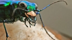 Grabežljiv insekti