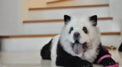 Hit kina: chow-chow panda