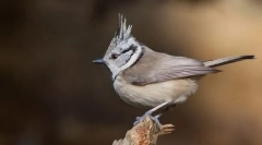 Crested sinitsa
