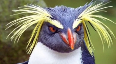 Crested penguin