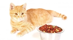 Holastic cat grad: recenzije i detaljan pregled najboljeg feeda