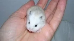 Hamster roborovski