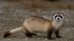 Ferret amerikanac