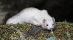 Ferret opis, stil života, stanište u kojem živi