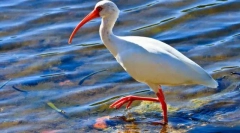 Ibis crveno-nogu
