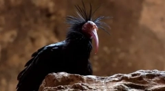 Ibis ćelav sever