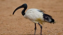 Ibis sveto