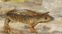 Orao triton
