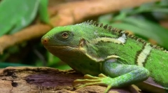 Iguana fijian prugasta