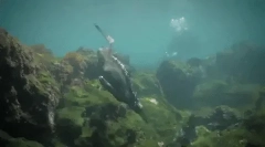 Iguana