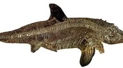 Ichthyosaur