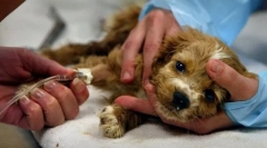 Imuno posredovane bolesti