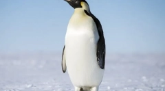 Imperial penguin