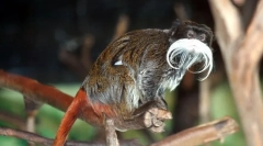 Imperial tamarin