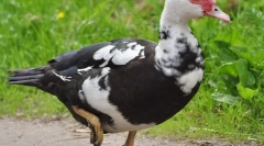 Undan
