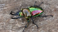 Zanimljivo u insektima