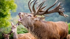 Zanimljive činjenice o plemenitim jelenima